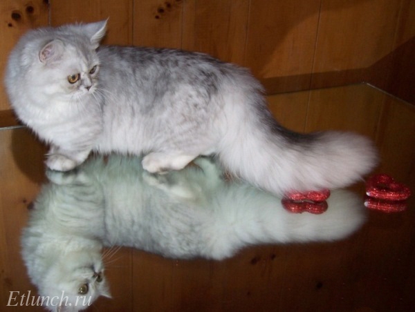 Самые редкие и необычные породы кошек. Наполеон